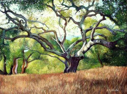 Carmel Valley Oak
	